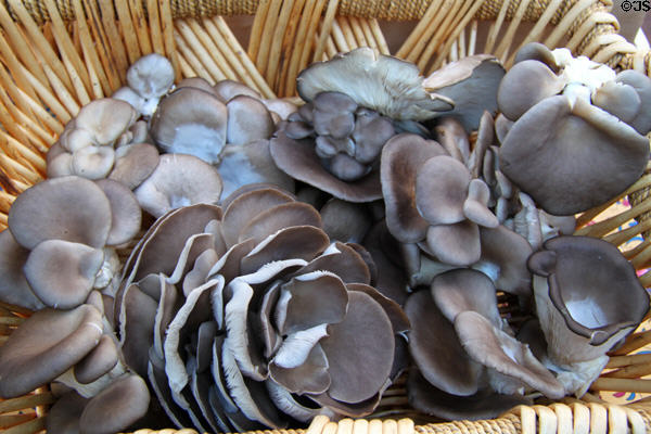 Mushrooms at Sunday Santa Fe Farmers Market. Santa Fe, NM.