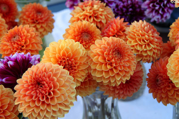 Marigolds at Sunday Santa Fe Farmers Market. Santa Fe, NM.
