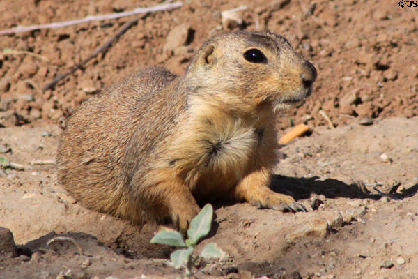 Prairie dog. Taos, NM.