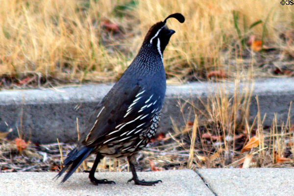 California Quail (<i>Callipepla californica</i>) run wild in Carson City. Carson City, NV.