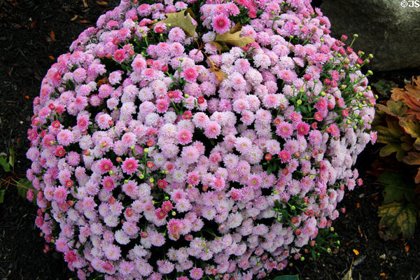 Flower bouquet on Main St. East Aurora, NY.