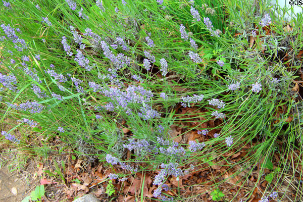 Lavender at Old Bethpage Village. Old Bethpage, NY.