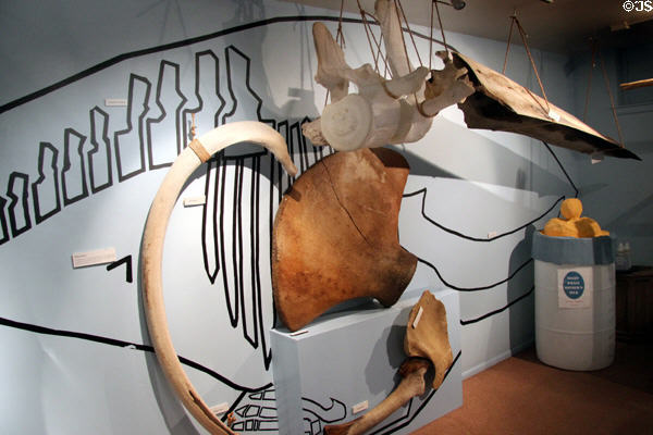 Whale bone displayed against whale mural at Whaling Museum. Cold Spring Harbor, NY.