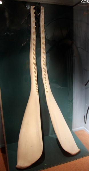 Sperm whale jaw at Whaling Museum. Cold Spring Harbor, NY.