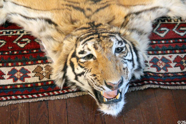 Tiger skin in Alice's bedroom at Roosevelt's House Sagamore Hill NHS. Cove Neck, NY.