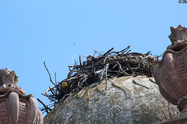Osprey nest atop clock tower reflect mansion's original name of Eagle's Nest at Vanderbilt Mansion. Centerport, NY.