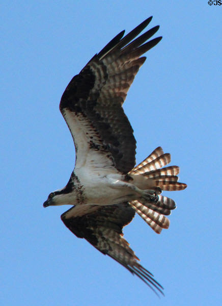 Osprey flies over Vanderbilt Mansion. Centerport, NY.