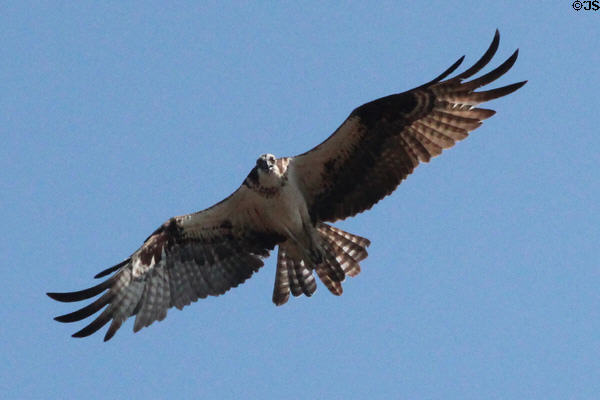 Osprey flies over Vanderbilt Mansion. Centerport, NY.