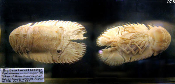 Specimens of Big Bear Locust Lobster collected off Tahiti (1931) at Vanderbilt Mansion. Centerport, NY.