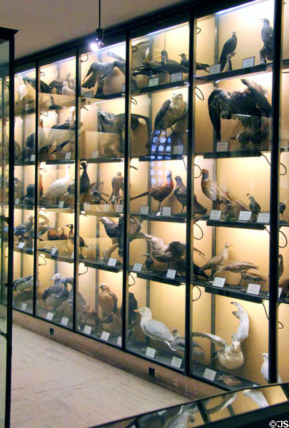 Specimens of various bird species at Vanderbilt Mansion. Centerport, NY.