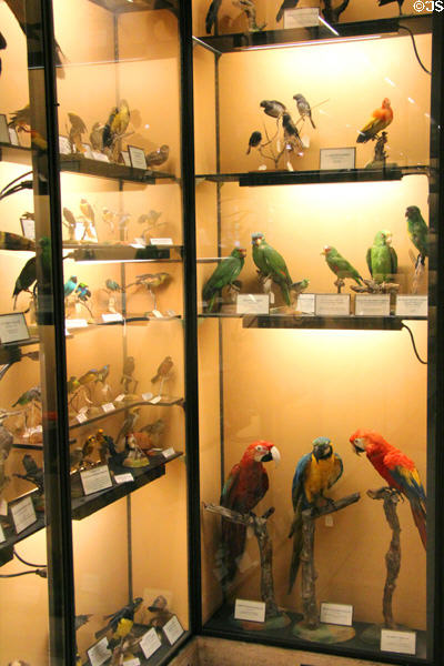 Specimens of various bird species at Vanderbilt Mansion. Centerport, NY.