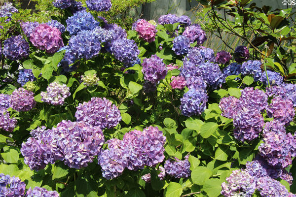 Hydrangeas at Vanderbilt Mansion. Centerport, NY.