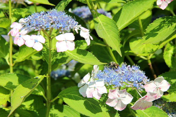Hydrangeas at Vanderbilt Mansion. Centerport, NY.