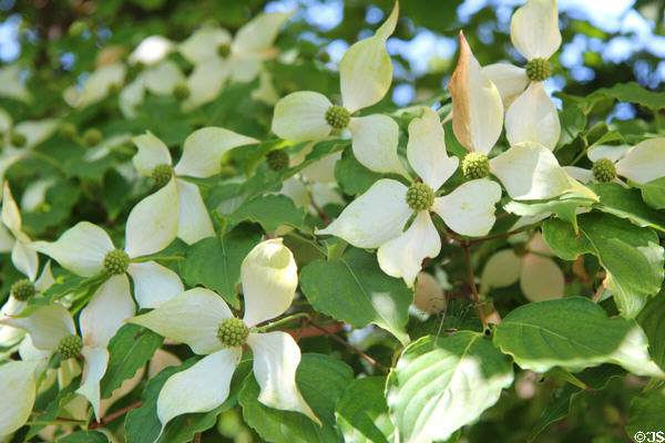 Dogwood tree flowers at Vanderbilt Mansion. Centerport, NY.