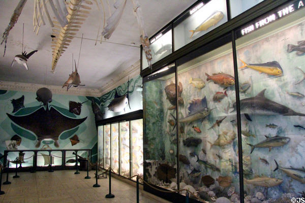 Display of specimen fish from around the world in Hall of Fishers at Vanderbilt Mansion. Centerport, NY.