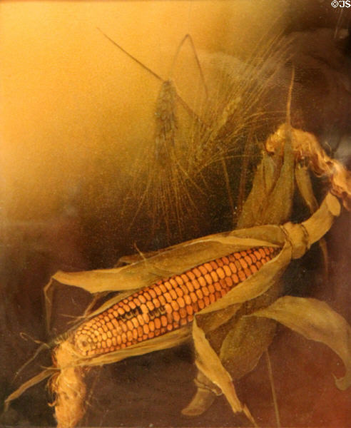 Earthenware plaque with ear of corn (1895) by Albert Robert Valentien of Rookwood Pottery Co. of Cincinnati at Cincinnati Art Museum. Cincinnati, OH.