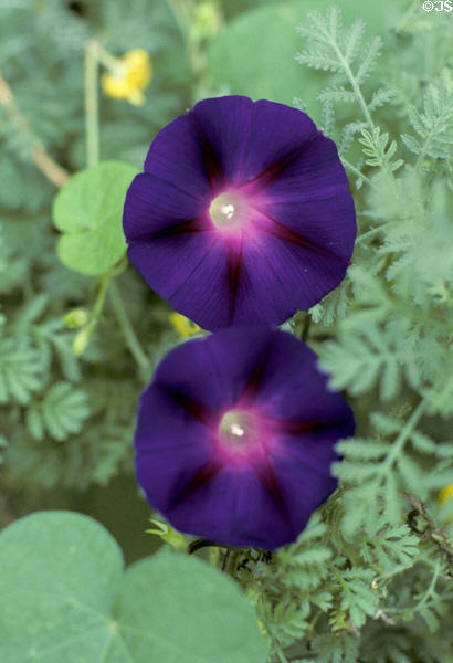 Morning glory in garden at Sauder Village. Archbold, OH.
