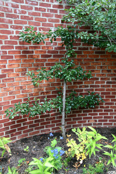Espalier in Wildwood Manor House gardens. Toledo, OH.