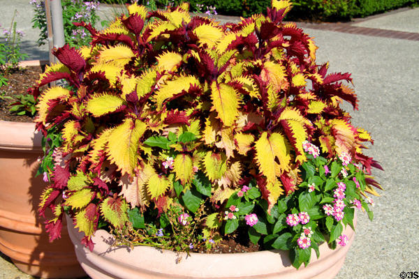 Flower arrangement at Franklin Park Conservatory & Botanical Gardens. Columbus, OH.