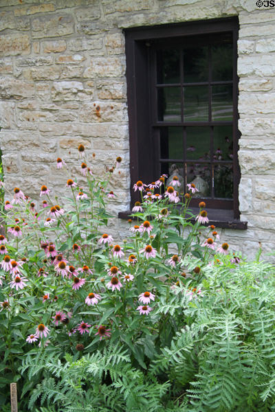 Daisies at William Morris House at Carillon Historical Park. Dayton, OH.