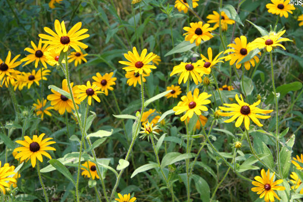 Daisies at Historic Kirtland Village. Kirtland, OH.