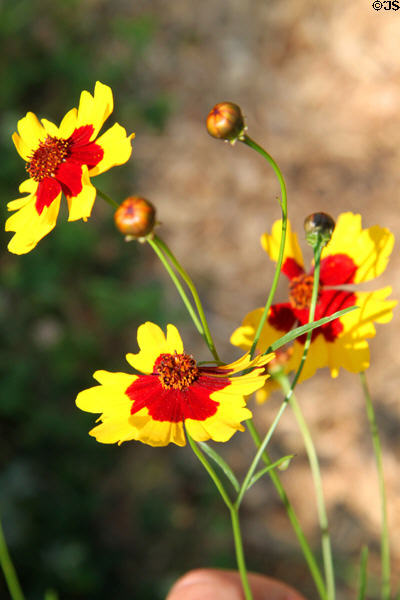 Red & yellow daisies at Historic Kirtland Village. Kirtland, OH.