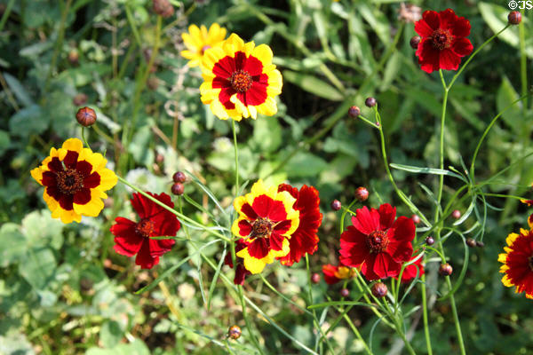 Red & yellow daisies at Historic Kirtland Village. Kirtland, OH.