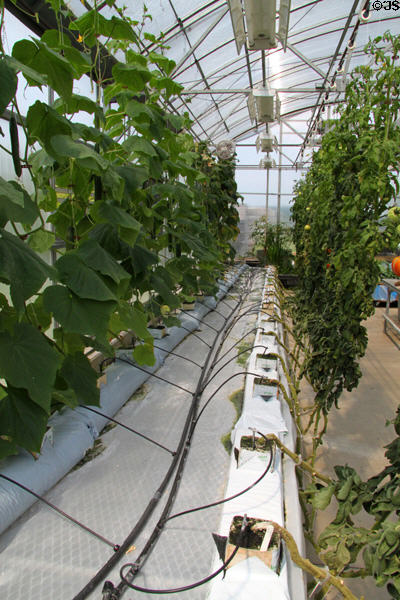 Hydroponic gardening at Lake Metroparks Farmpark. Kirtland, OH.