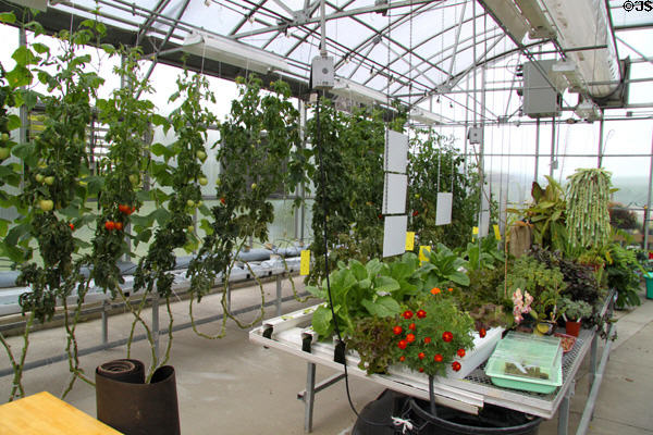 Hydroponic gardening demonstration at Lake Metroparks Farmpark. Kirtland, OH.