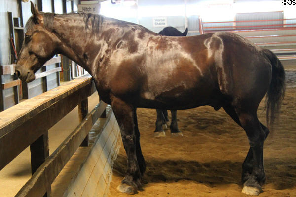 Percheron Draft horse at Lake Metroparks Farmpark. Kirtland, OH.