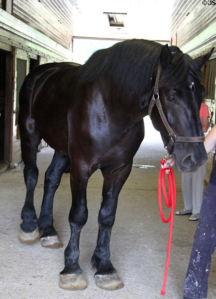 Percheron Gelding horse at Lake Metroparks Farmpark. Kirtland, OH.