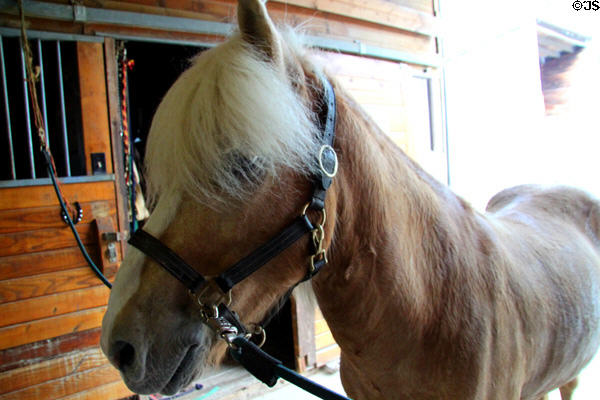 Miniature horse at Lake Metroparks Farmpark. Kirtland, OH.