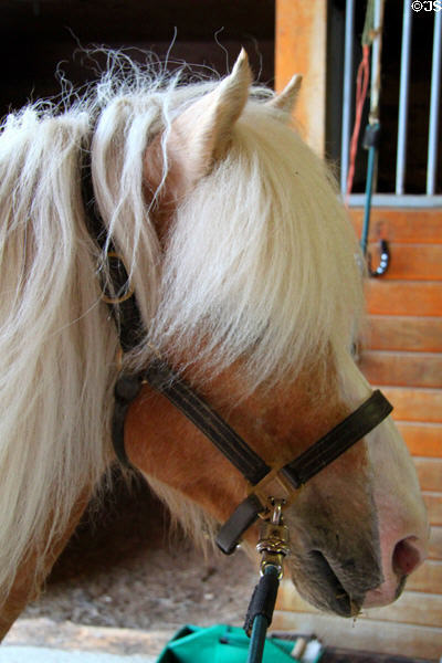 Miniature horse at Lake Metroparks Farmpark. Kirtland, OH.