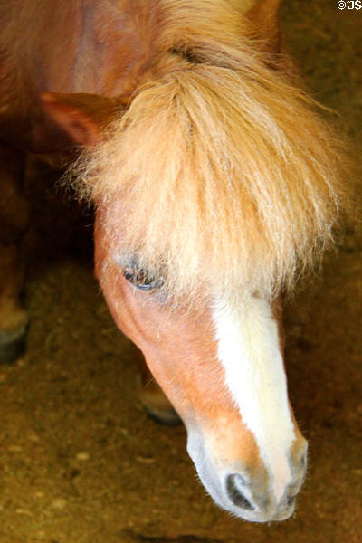 Miniature horse at Lake Metroparks Farmpark. Kirtland, OH.