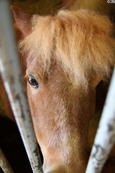 Miniature horse at Lake Metroparks Farmpark. Kirtland, OH.