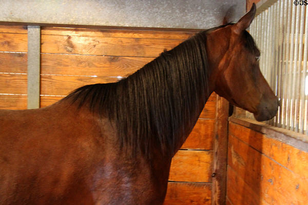 Arabian horse at Lake Metroparks Farmpark. Kirtland, OH.