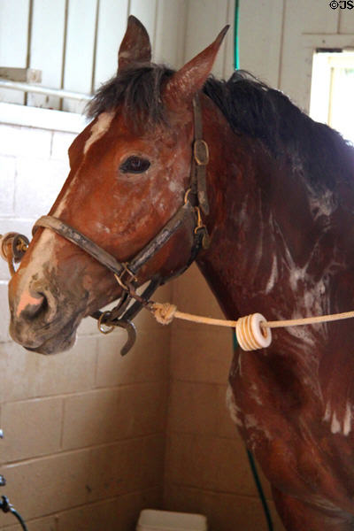 Arabian horse at Lake Metroparks Farmpark. Kirtland, OH.