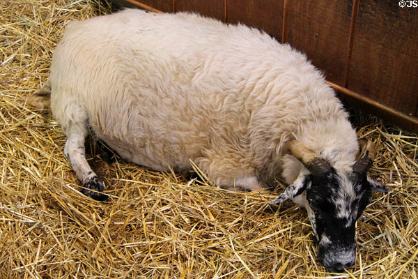 Scottish Blackface sheep at Lake Metroparks Farmpark. Kirtland, OH.