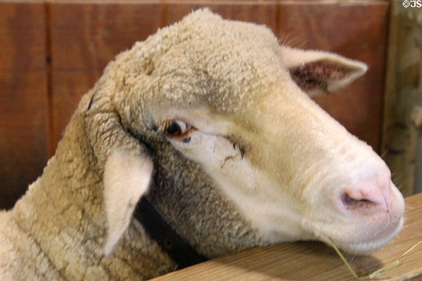 Rambouillet sheep at Lake Metroparks Farmpark. Kirtland, OH.