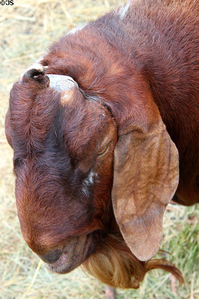 Goat at Lake Metroparks Farmpark. Kirtland, OH.