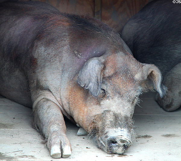 Pig at Lake Metroparks Farmpark. Kirtland, OH.