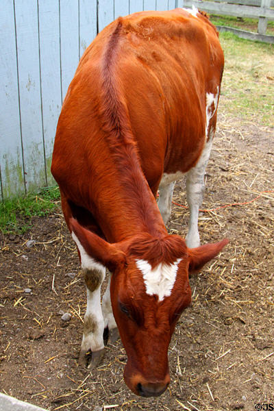 Calf at Lake Metroparks Farmpark. Kirtland, OH.