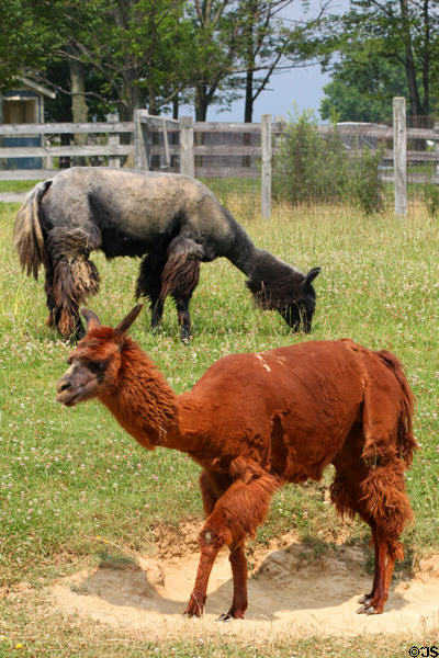 Llamas at Lake Metroparks Farmpark. Kirtland, OH.