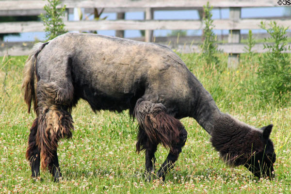 Llama at Lake Metroparks Farmpark. Kirtland, OH.