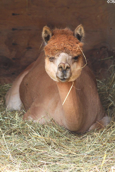 Alpaca at Lake Metroparks Farmpark. Kirtland, OH.