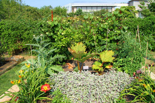 Edible garden at Cleveland Botanical Garden. Cleveland, OH.