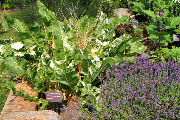 Garden at Cleveland Botanical Garden. Cleveland, OH.