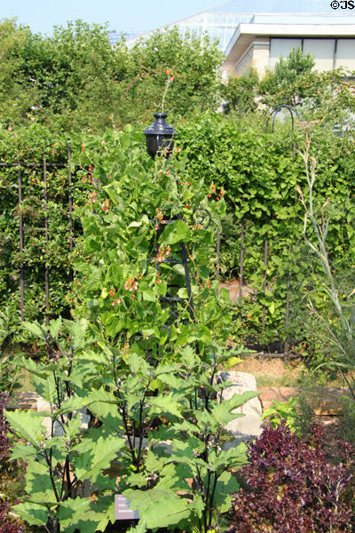 Garden details of Cleveland Botanical Garden. Cleveland, OH.