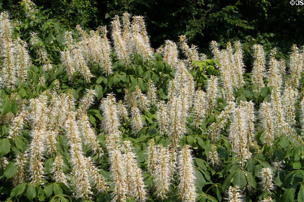 Flowers at Hale Farm. Cleveland, OH.