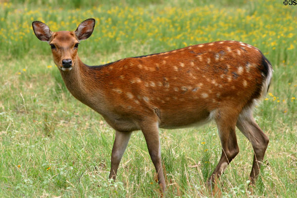 Deer at Woolaroc Ranch. Bartlesville, OK.